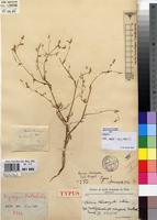 Type of Celosia vanderystii Schinz [family AMARANTHACEAE]