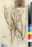 Isotype of Centemopsis trinervis Hauman [family AMARANTHACEAE]