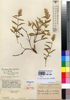 Isotype of Pandiaka schweinfurthii C.B.Clarke var. minor Suess. & Overkott [family AMARANTHACEAE]