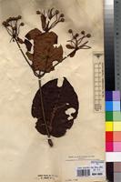 Hallea ledermannii in Global Plants on JSTOR