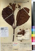 Hallea ledermannii in Global Plants on JSTOR