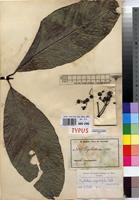 Isotype of Psychotria ingentifolia E.M.A.Petit [family RUBIACEAE]