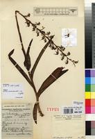 Isotype of Habenaria myodes Summerh. [family ORCHIDACEAE]