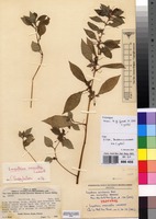 Isotype of Impatiens zombensis Baker f. var. micrantha Brenan [family BALSAMINACEAE]