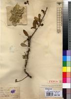 Type of Boscia homblei De Wild. [family CAPPARACEAE]