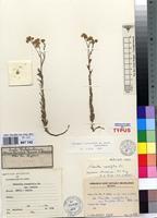 Syntype of Nidorella resedifolia DC. subsp. resedifolia [family ASTERACEAE]