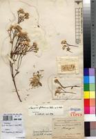 Holotype of Vernonia suprafastigiata Klatt [family ASTERACEAE]