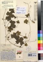 Isotype of Cucumis umbrosus A.Meeuse & Strey [family CUCURBITACEAE]