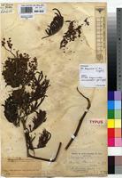 Lectotype of Acacia mearnsii De Wild. [family FABACEAE]