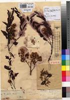 Type of Dalbergia harmsiana De Wild. [family FABACEAE]