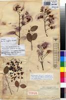 Type of Pterocarpus mutondo De Wild. [family FABACEAE]