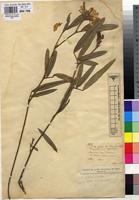 Type of Tephrosia subfalcato-stipulata De Wild. [family FABACEAE]