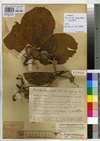 Type of Sterculia tragacantha Lindl. var. cruciata Vermoesen [family STERCULIACEAE]