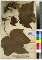 Type of Sterculia pedunculata De Wild. [family STERCULIACEAE]