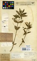 Filed as Impatiens assurgens Baker f. [family BALSAMINACEAE]