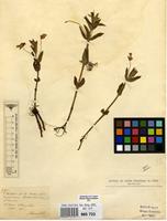 Filed as Impatiens assurgens Baker f. [family BALSAMINACEAE]