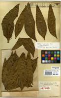 Syntype of Protea madiensis Oliv. var. claessensii De Wild. [family PROTEACEAE]