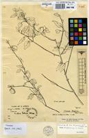 Holotype of Tinnea rogersii Robyns & Lebrun [family LABIATAE]