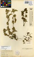 Isotype of Phaulopsis imbricata (Forssk.) Sweet subsp. pallidifolia Mankt. [family ACANTHACEAE]