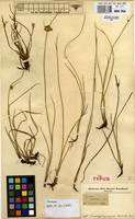 Syntype of Cyperus kipasensis Cherm. [family CYPERACEAE]