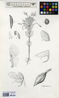 Filed as Impatiens assurgens Baker f. [family BALSAMINACEAE]