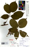 Holotype of Rubus fuscus Weihe & Nees subsp. acutipetalus [family ROSACEAE]