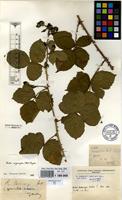 Type? of Rubus bodewigii Sudre [family ROSACEAE]