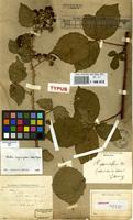 Lectotype of Rubus rotundatiformis Sudre [family ROSACEAE]