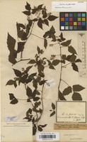 Syntype of Urvillea stipitata Radlk. [family SAPINDACEAE]