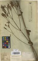 Filed as Verbena brasiliensis Vell. [family VERBENACEAE]