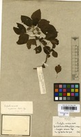Filed as Acalypha arvensis Poepp. [family EUPHORBIACEAE]