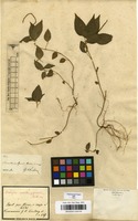 Filed as Acalypha gracilis Spreng. [family EUPHORBIACEAE]