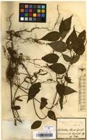 Filed as Acalypha gracilis Spreng. [family EUPHORBIACEAE]