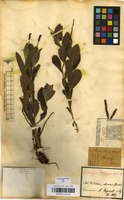 Filed as Acalypha claussenii (Turcz.) Mull.Arg. [family EUPHORBIACEAE]