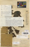 Type of Solanum macrocarpon L. var. hirsuta Dammer [family SOLANACEAE]