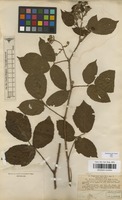 Type of Rubus oblongifolius P.J.Mull. & Wirtg. ex Focke [family ROSACEAE]