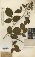 Type of Rubus pannosus P.J.Mull. & Wirtg. ex Focke [family ROSACEAE]