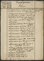 Accession number 498: Carpophylacium. Palmae