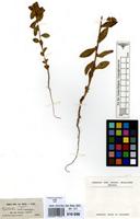Type of Euphorbia echinocarpa Sieb. [family EUPHORBIACEAE]