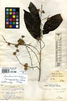 Isotype of Homalium racemosum Jacq. [family SALICACEAE]