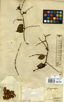 Type of Antigonon cordatum M.Martens & Galeotti [family POLYGONACEAE]