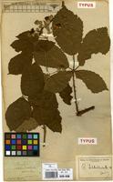 Type of Rubus schlechtendalii Weihe ex Link [family ROSACEAE]