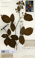 Lectotype of Rubus omalodontos P.J.Müll. & Wirtg. ex Focke [family ROSACEAE]