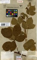 Type of Rubus vulgaris Weihe & Nees var. umbrosus Weihe [family ROSACEAE]