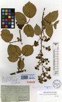Type of Rubus ulmifolius Schott var. ulmifolius [family ROSACEAE]