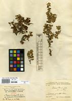 Isotype of Prunus brachypetala (Boiss.) Walp. var. bornmuelleri Schneider [family ROSACEAE]