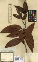 Type of Matayba robusta Radlk. [family SAPINDACEAE]