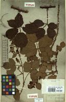 Type of Rubus infestus Weihe ex Boenn. [family ROSACEAE]