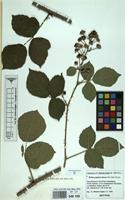 Isotype of Rubus pugiunculosus Matzk. [family ROSACEAE]