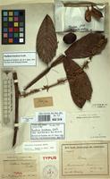 Isotype of Paullinia bracteosa Radlk. [family SAPINDACEAE]